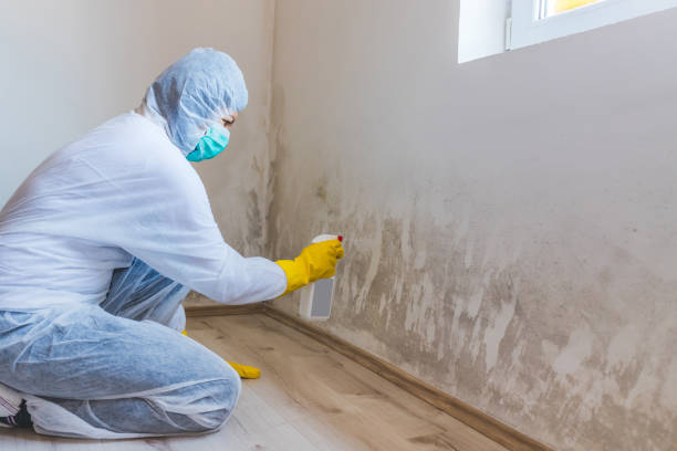 Licensed Mold Cleanup service in Hawthorne, FL - WQB Mold Removal